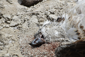 Dead hawk roadkill on a dirt road