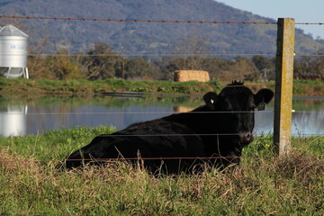 Farm Cow laying down along fence