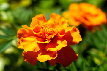Orange Marigold Flower 