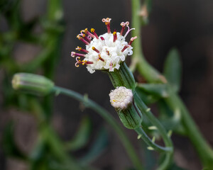 Flores e botões do Senecio peregrinus, suculenta conhecida popularmente como colar de golfinhos