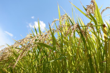 黄金色の稲穂　収穫前の稲