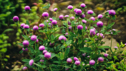 Obraz premium pink flower