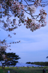 桜