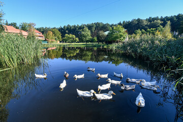 Flock of white ducks on the artificial pond. 