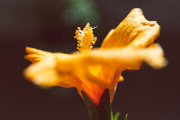close-up of yellow cuban hibiscus plantwith flowers in pot indoor by the window
