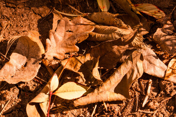 Different kinds of dry leaves on the ground.