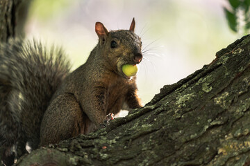A male common gray squirrel sits on a tree branch with a large green acorn nut in its mouth as it stares at the camera.