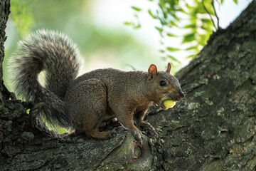 A male common gray squirrel sits on a tree branch with a large green acorn nut in its mouth as it...
