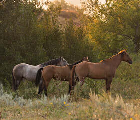 Cowgirl Wranglers