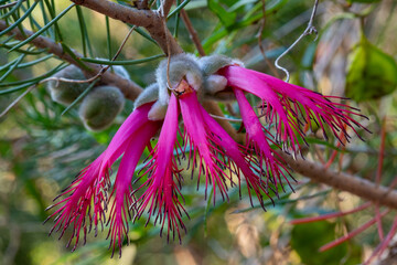Calothamnus rupestris, commonly known as mouse ears or granite net-bush, is a plant in the myrtle family, Myrtaceae and is endemic to the south-west of Western Australia. 