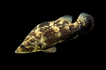 ナイルパーチ　黒バック