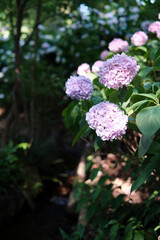 住吉大社の紫陽花