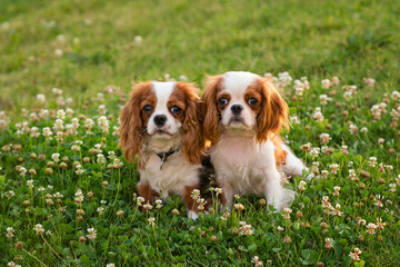 Two Cute cavalier king charles spaniels walking in park on lawn. Portrait summer outdoors