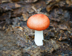 close up on red mushroom on the ground