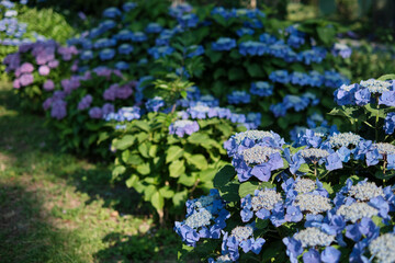 紫陽花