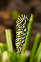 Black Swallowtail Worm