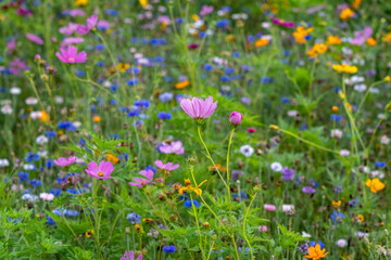 Field of Colorful Wildflowers