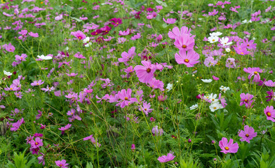 Obraz premium Field of Colorful Wildflowers