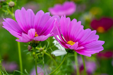 Obraz premium Field of Colorful Wildflowers