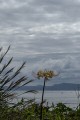 お彼岸の季節 白い彼岸花とススキと雲と海