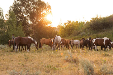 Horse Herd in the morning