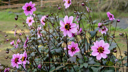 コスモスに似たピンクのダリア「秋桜」【両神山麓ダリア園】／日本埼玉県