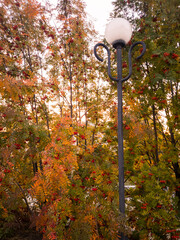 Rowan in autumn, autumn landscape, lamppost