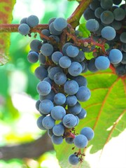 初秋の葡萄狩り