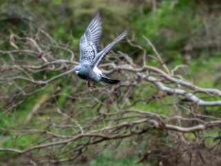Solo Pigeon