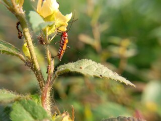 Red Insect With Long Black Legs Walking On Green Leaf