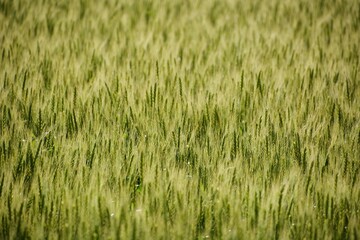Wheat cultivation. In Japan, seeds are sown around October and harvested around June of the following year. 