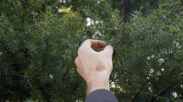 Hands collecting wild berries from a Juniper tree on a cool winter day in a forest outdoor setting.
