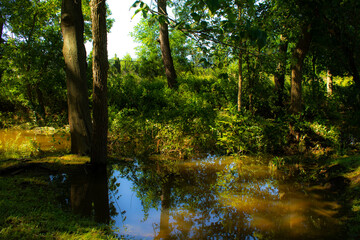 Flooded Forest with Trees and Leaves 