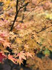 秋の日本の京都で美しい紅葉を見た