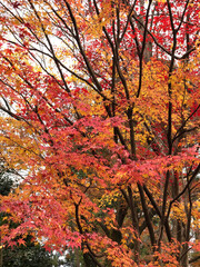 秋の日本の京都で美しい紅葉を見た