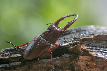 beautiful of male stag beetle in nature , Prosopocoilus astacoides