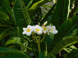 Plumeria or frangipani, white and yellow flowers