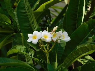 Abwaschbare Fototapete Plumeria or frangipani, white and yellow flowers © Konstantinos