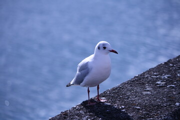 Obraz premium カモメ