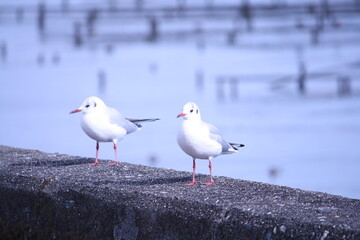 カモメ