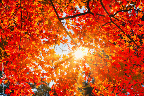 紅葉真っ盛りの富士五湖地方 Wall Mural Wallpaper Murals San724