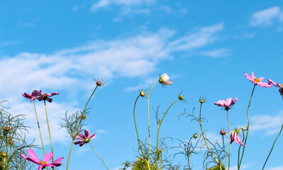 Colorful cosmos flowers field on bright blue sky cloud  background
