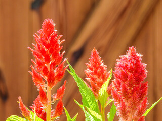 ケイトウの種類はイロイロ。夏から秋に赤、黄色の花を咲かせるケイトウは奈良時代に渡来し、万葉集には「韓藍」や「鶏冠草」の名で記されています。