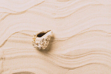 Sea exotic seashells molluscs seashells white beach sand. Summer vacation travel concept. Postcard template copy space