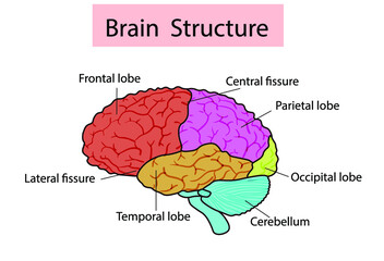 Vector isolated illustration of brain components in man head. Human brain detailed anatomy. Medical infographics for poster, educational, science and medical use.