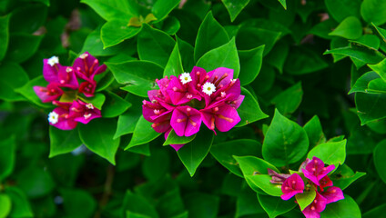 Beautiful magenta bougainvillea