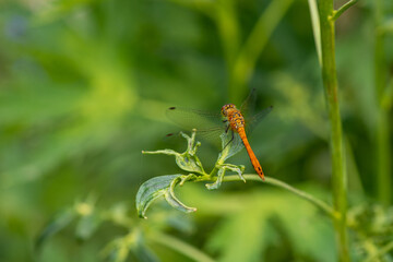 big dragonfly sitting on a twig. High quality photo