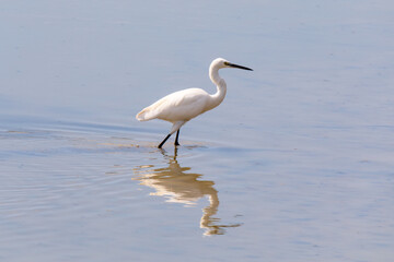 Egretta garzetta, uccello acquatico bianco che si riflette nell'acqua della laguna del mare.