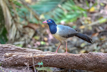 Coral-billed  Ground-Cuckoo