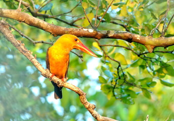 Brown-winged  Kingfisher